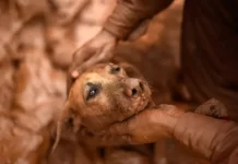 Nova lei cria política nacional de acolhimento e cuidado para animais resgatados