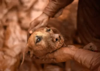 Nova lei cria política nacional de acolhimento e cuidado para animais resgatados