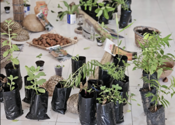 De ervas medicinais a reflorestamento: mulheres lideram soluções climáticas na América do Sul