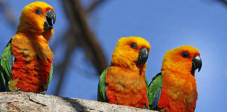 Dia da Caatinga: Parque Arvorar abriga aves do único bioma 100% brasileiro e reforça ações de conservação no Ceará