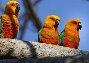 Dia da Caatinga: Parque Arvorar abriga aves do único bioma 100% brasileiro e reforça ações de conservação no Ceará