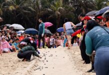 Beach Park registra nascimento de 71 filhotes de tartaruga-de-pente