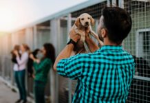 Evento de adoção responsável oferece nova chance a cães e gatos neste sábado (20)