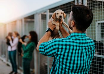 Evento de adoção responsável oferece nova chance a cães e gatos neste sábado (20)