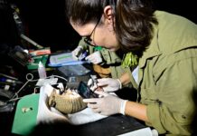 Expedição no Piauí reúne dados para proteger tatu-bola da extinção