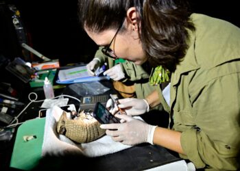 Expedição no Piauí reúne dados para proteger tatu-bola da extinção