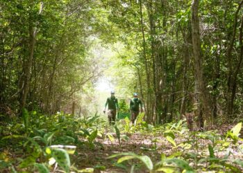 Associação Caatinga oferece curso gratuito sobre restauração ecológica do bioma